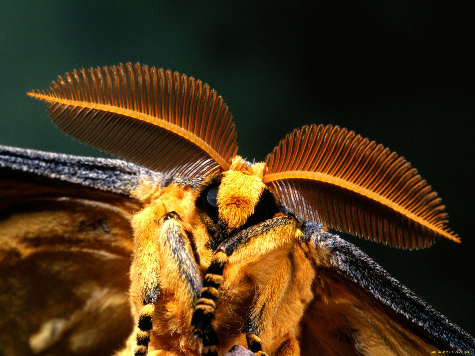 comet, moth, madagascar, , 